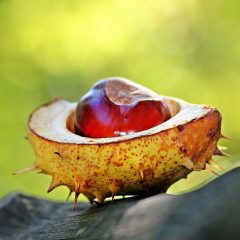 פתרון מצוין להופעת דורבן ברגל